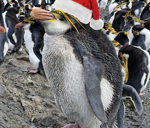 A royal penguin with a santa hat photoshopped on.