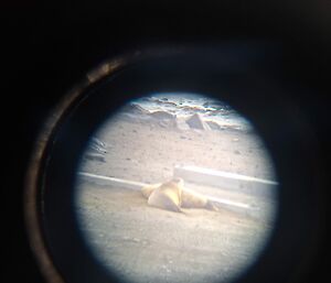 Two seals through a telescope