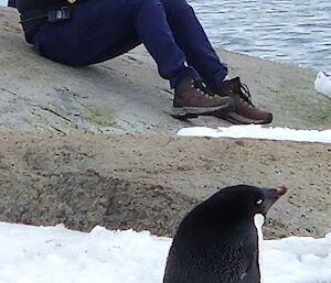 Adelie Penguin on the rocks near West Arm at Mawson station with open water in the background.