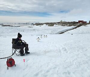 Remediation scientist gets a visit from a group of penguins while steam drilling