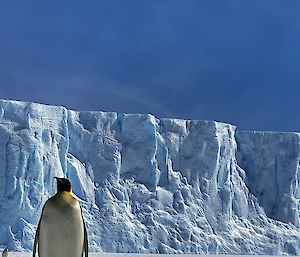 Penguin standing in front of large iceberg with brilliant blue background