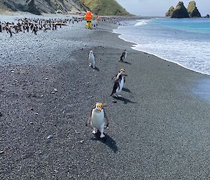 Penguins on the beach