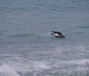 Penguin diving into the water