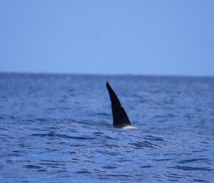 Dorsal fin in the ocean