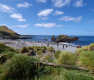 Looking across the beach where there are many penguins