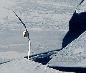 Snow petrel in flight against a backdrop of pancake ice