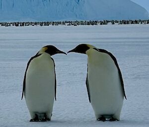 Two emperor penguins touching beaks.
