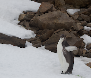 A penguin stands in snow with rocks behind it.