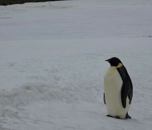 A small emperor penguin stands on a snowy slope.