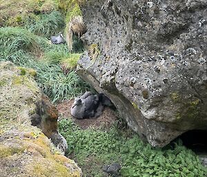 A bird sits on the ground near a big rock.