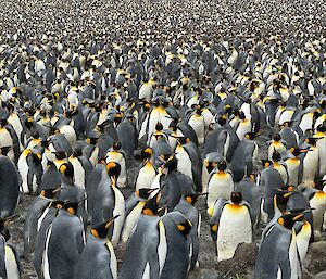 Hundreds of king penguins on a rocky beach
