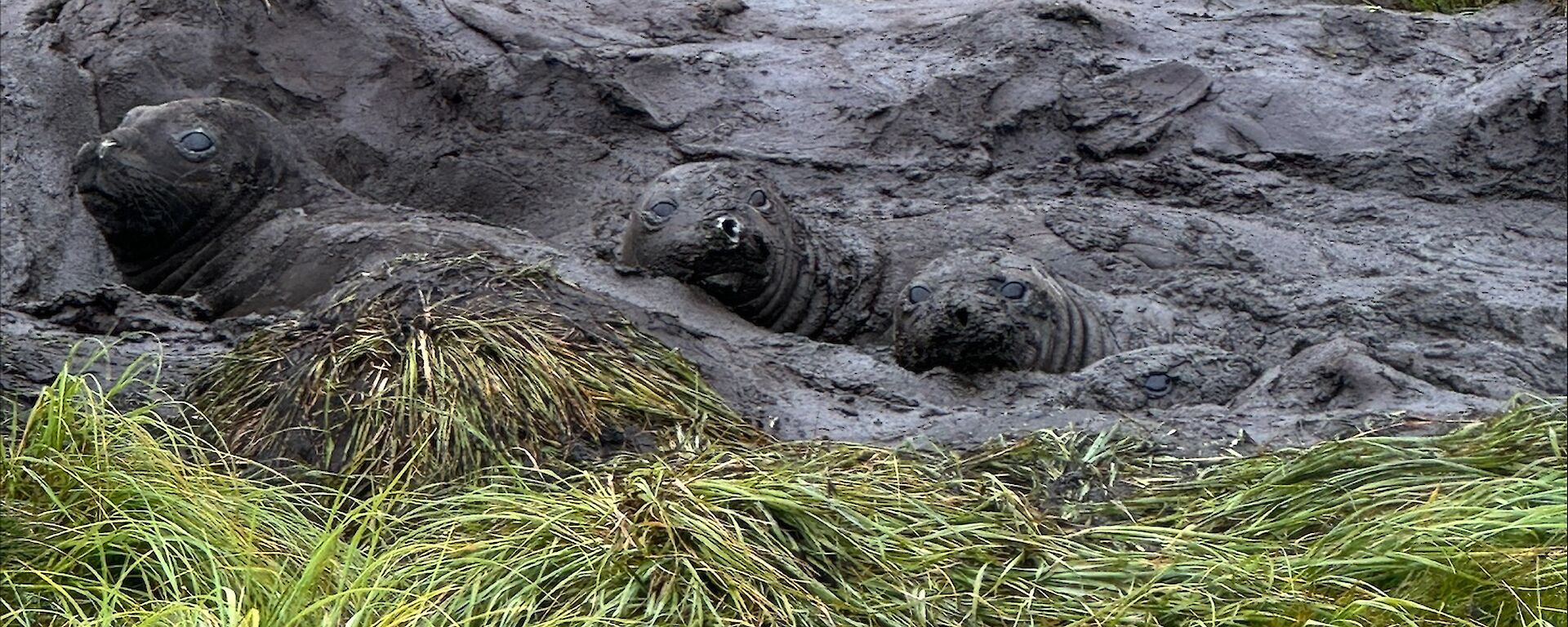 Boggy mud patch in a grassy field