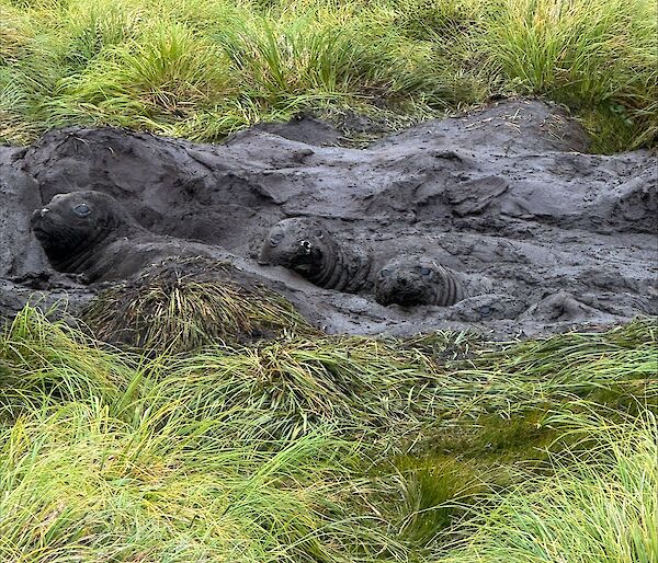 Boggy mud patch in a grassy field