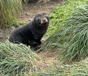 Little cute seal among grassy tussocks