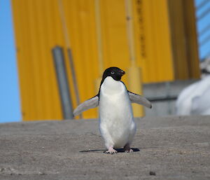 Adelie penguin waddling towards the camera with flippers outstretched for balance