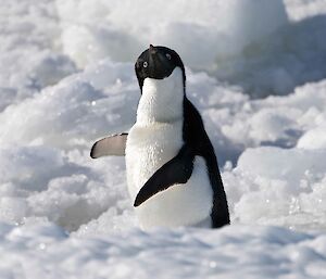 Adelie penguin saying hello on seaice