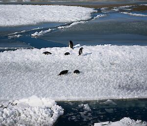 Adelie penguins on the Seaice to the East of station