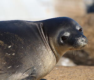 Weddell seal looking back over its shoulder at the camera