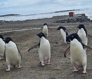 Group of Adelie penguins with the Davis Warf hunt in distant background