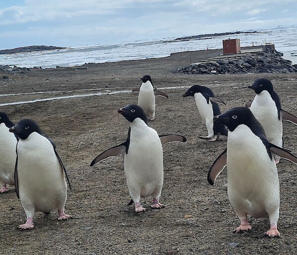 Group of Adelie penguins with the Davis Warf hunt in distant background