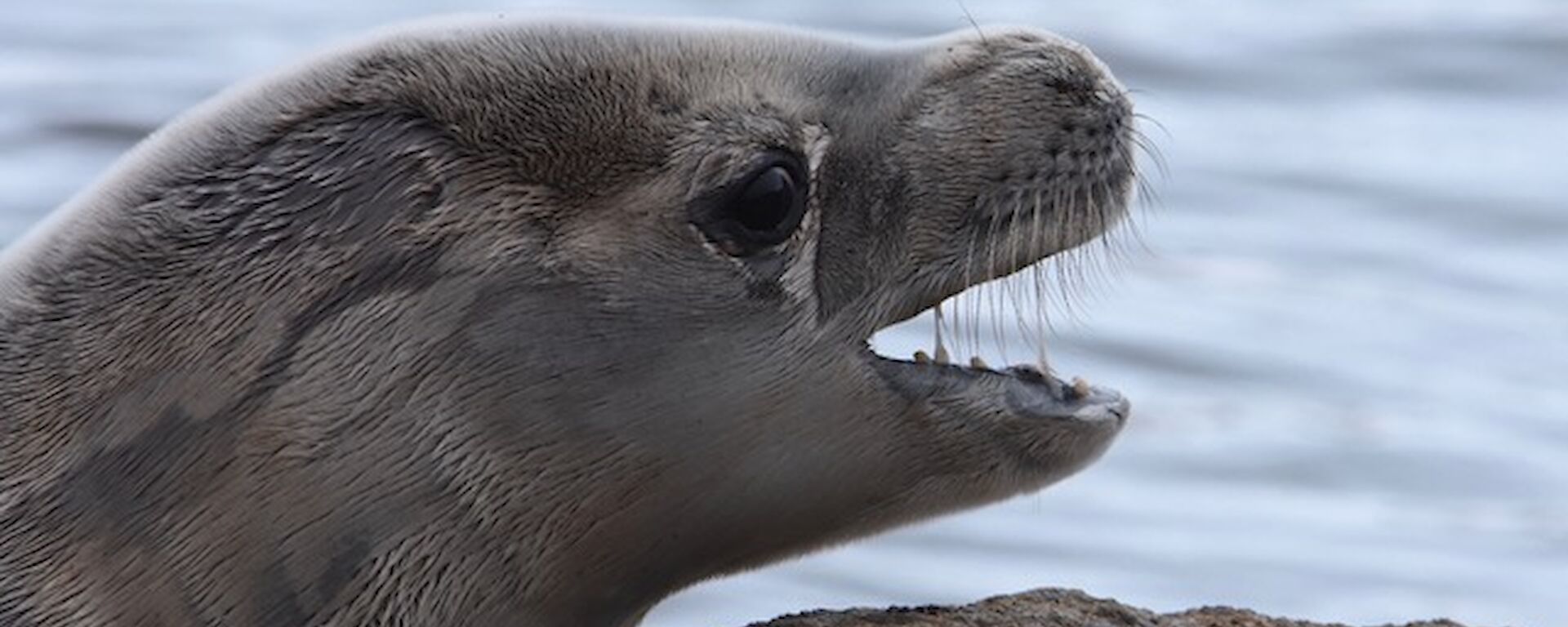 Weddell Seal looking over the rock