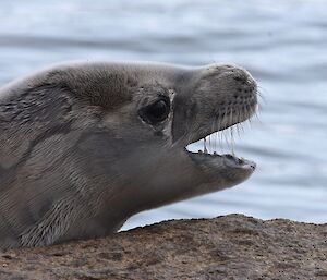 Weddell Seal looking over the rock