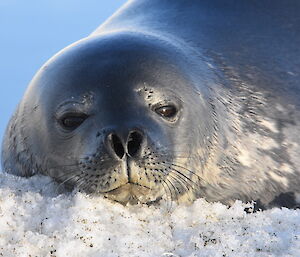 Weddell Seal sleeping on the ice