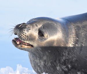 Weddell Seal stretching its neck