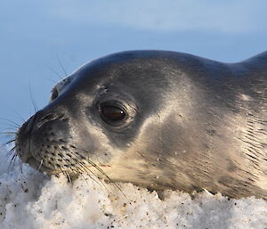 Weddell Seal pup sleeping on the ice