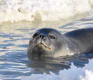 Weddell Seal swimming in between the ice