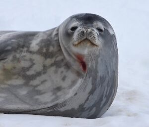Weddell Seal looking sleepily at camera.