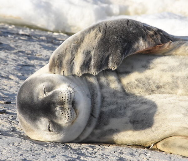 Seal scratching their cheek
