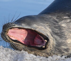 Weddell Seal yawning wide open