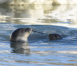A seal and their pup enjoying a swim together
