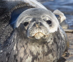 Weddell seal looking like it just woke up from a great sleep.
