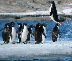 A penguin erupting out of the water onto an iceberg with fellow penguin friends.