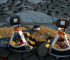 Two cameras on tripods sitting on a rock above a penguin colony. Adelie penguins can be seen sitting on nests below.