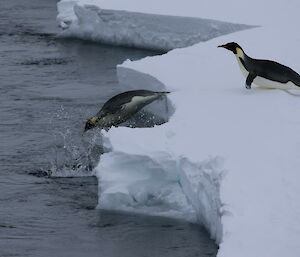 Penguins diving into the water from the sea ice