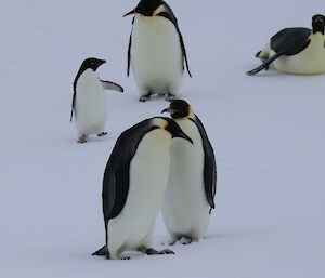 Penguins gathered together on the sea ice