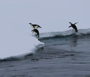 Penguins jumping out of the water onto the sea ice