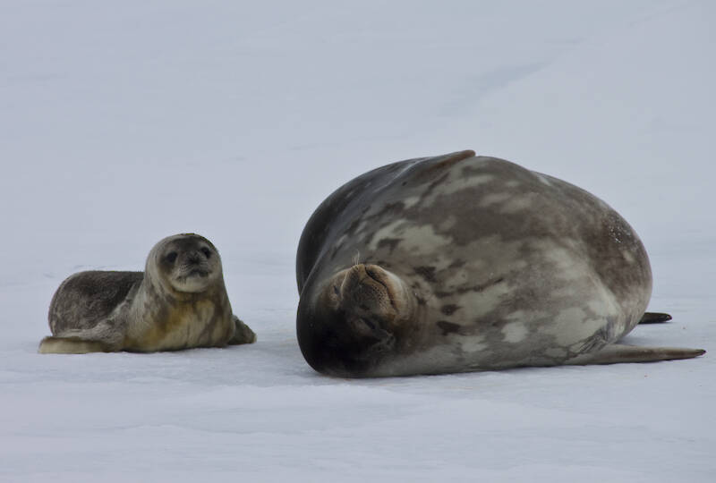 A Weddell seal parent and pup on the ice