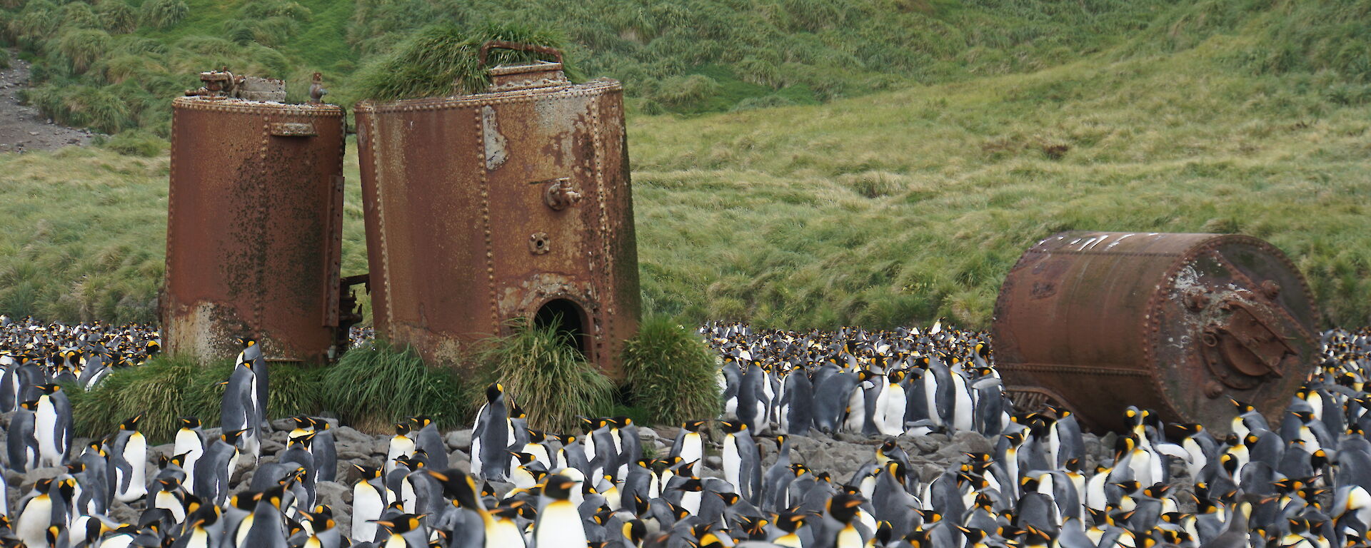 Big rusty steel drums stand behind a colony of king penguins.
