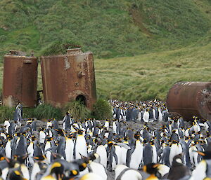 Big rusty steel drums stand behind a colony of king penguins.