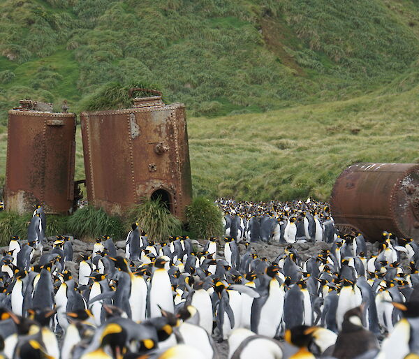 Big rusty steel drums stand behind a colony of king penguins.