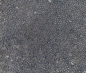 drone view of a king penguin colony which looks like a bunch of white and grey dots.