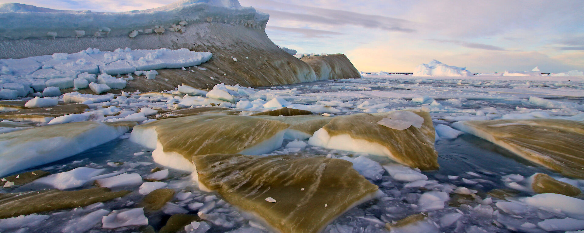 Overturned sea ice floes covered in brown-green algae.