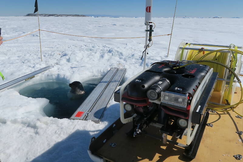 An unoccupied underwater robot on the sea ice  connected by a series of cables and next to an ice hole with a Weddell seal emerging