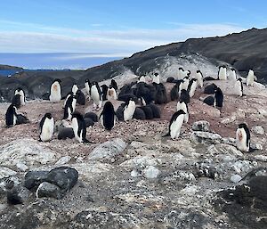 Adelie Penguins standing on a rock