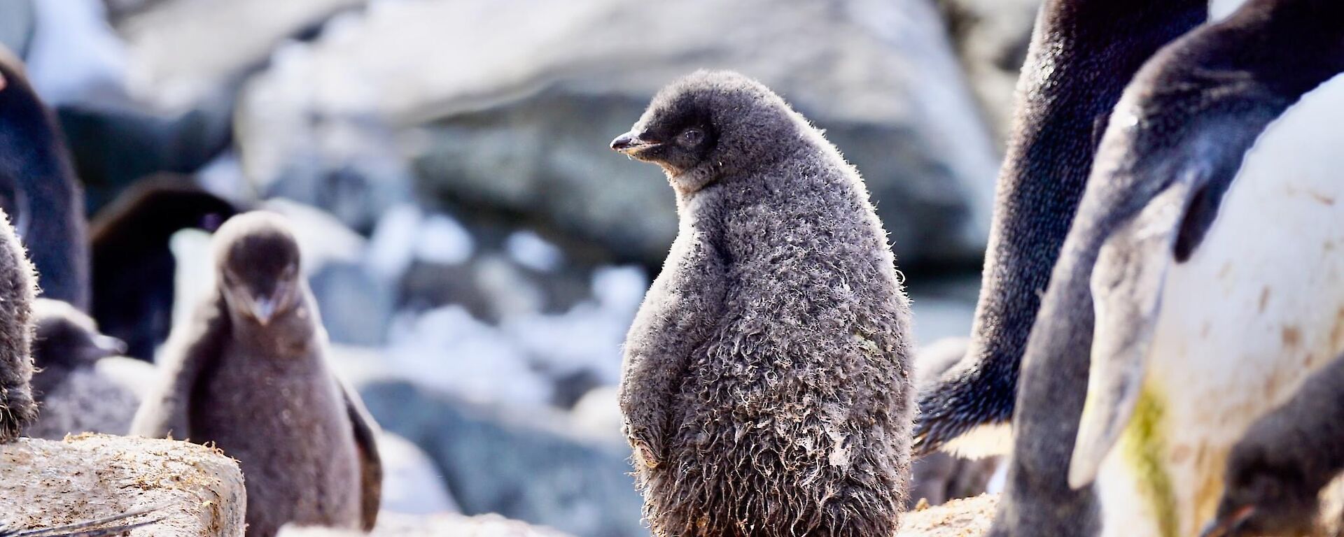 Adelie Penguin chicks