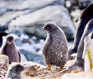 Adelie Penguin chicks